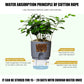 2 Layer Self Watering Plant Flower Pot